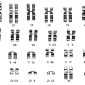 Centromere classification position chromosomes metacentric based arms length chromosome basis chromosomal sub classes biology part class