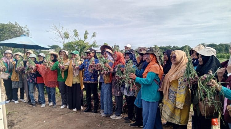 Walikota Tangerang, Sachrudin, saat meninjau panen bawang dan melon di RT.005/RW.004, Batusari, Kecamatan Batuceper (foto: ist)