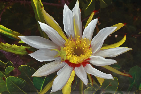 8 spesies flora baru 2025, ditemukan di Indonesia!